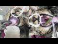 Removing a Long Blade of Grass from a Cat's Mouth