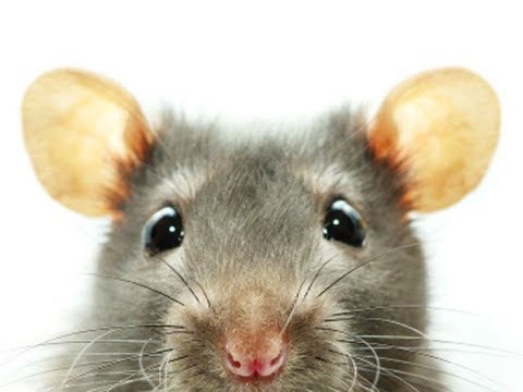 Puddin Rat
