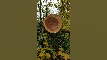 Tree crying after being cut
