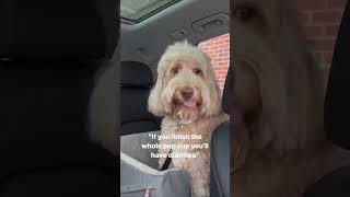 I’d hate to prove my dog wrong #dogs #shorts #lies #labradoodle #goldendoodle #puppy #reels