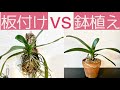 育てやすいのはどっち?メリットとデメリット。