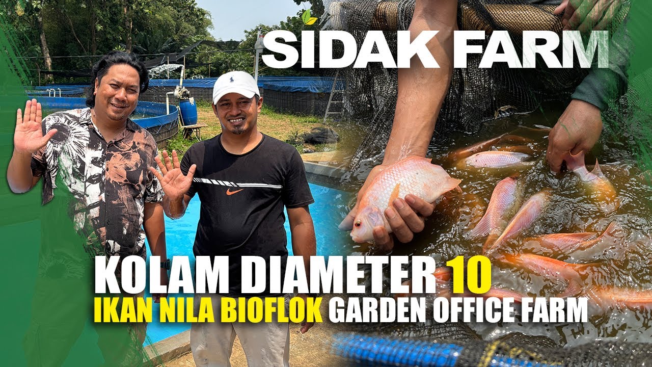 KUPAS TUNTAS CARA BUDIDAYA IKAN NILA BIOFLOK KOLAM BESAR DIAMETER 10, SIDAK FARM GARDEN OFFICE