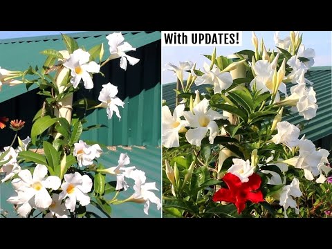 How to GROW Mandevilla Plants & Get MAXIMUM Flowers