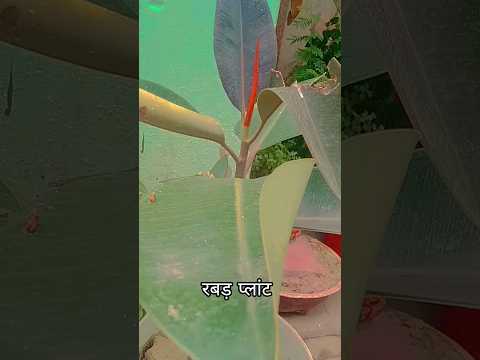रबड़ प्लांट # rabad plant#rabad plant care #gardeningtips #plants #homegardening #greenplants