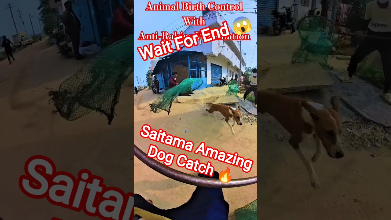 Saitama Unbelievable Dog Catching 