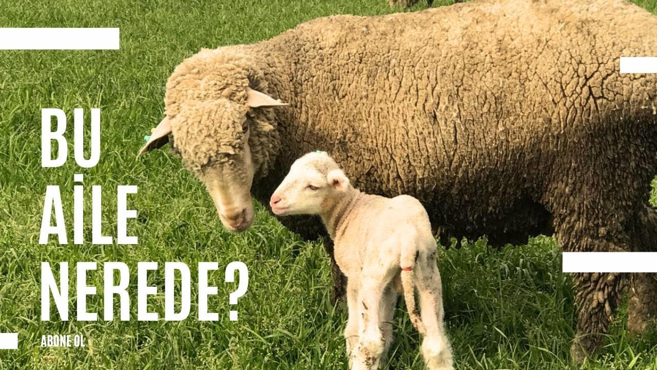 KAPALI SİSTEM DAMIZLIKTA HEDEFLERİMİZE ULAŞTIK, BU AİLE NEREDE?