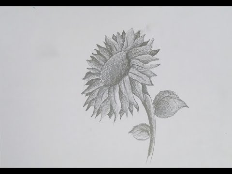 How To Draw A Realistic Sunflower With Easy Shading Youtube