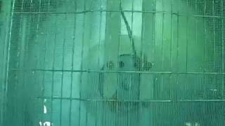 1955 Manning Bowman Model 3020 Box Fan