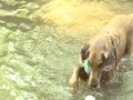 DOG DAYS ROAD JOURNAL: Take Me to the River - Starring Dutch in SD DOG DAYS ROAD JOURNAL: Take Me to the River - Starring Dutch in SD