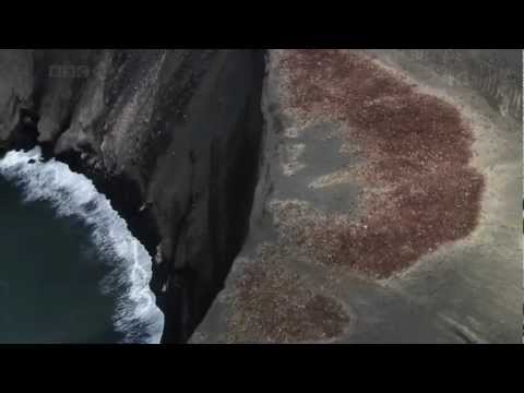 საოცრებაა....