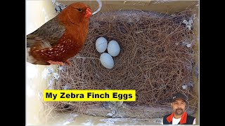 Zebra Finch Birds 2d pair laid eggs Wow Light back English Female Bird and Fawn English Male bird