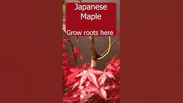 Propagating Japanese maple using airlayers