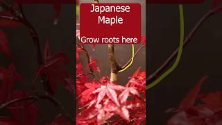 Propagating Japanes maple using airlayers