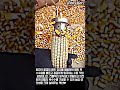순식간에 끝나는 옥수수 알갱이 탈곡 과정 #worker #process #corn #gadget #machinery
