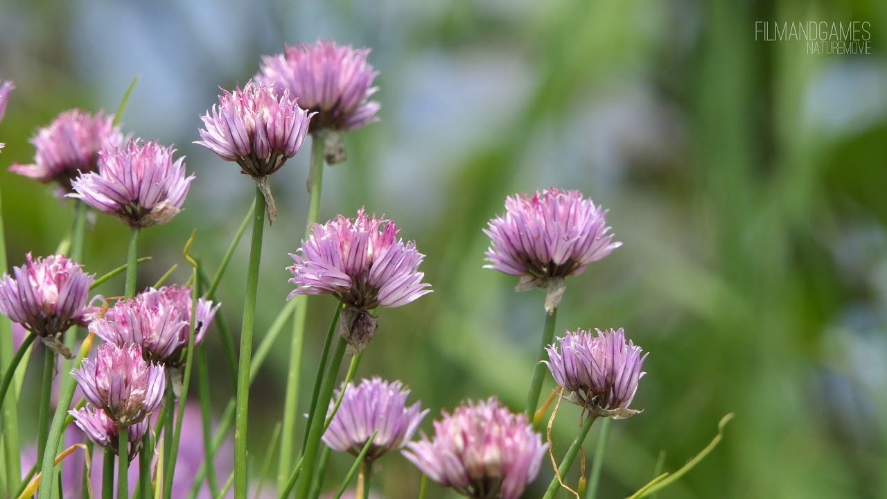 flower boreal YouTube