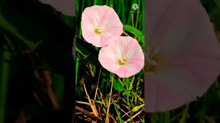 #Shorts|Bindweed flower||Convolvulus arvensis||Field Bindweed