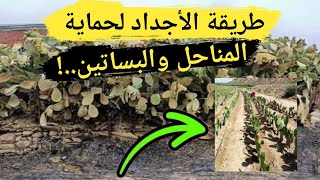 طريقة حماية النحل والبلاد والعباد من حرائق الغابات في الجزائر طريقة الأجداد