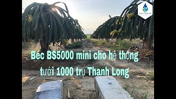 Mô hình tưới cho thanh long 1000 trụ với béc BS5000 mini 60lit/h, hạn chế tắt khả năng tắt ngẽn.