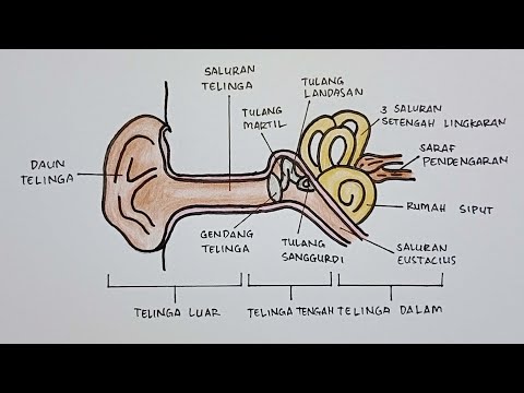 Video: Cara Mudah untuk Menutup Lubang Telinga: 8 Langkah (dengan Gambar)
