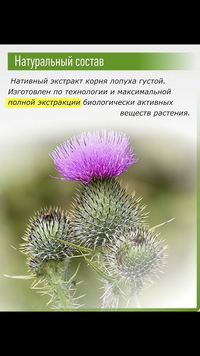 Экстракт корень лопуха майского / Здоровье алтая - YouTube