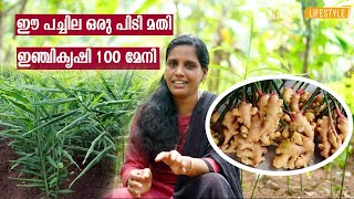 ഇഞ്ചിക്ക് വളമിടാൻ സമയമായി | Inji Krishi | Ginger farming tips Malayalam