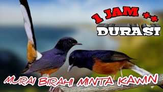 Pancingan murai jantan dan murai betina birahi II SUARA MURAI KAWIN PALING TOP