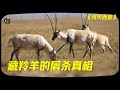 从100万只锐减至1万只，为何一条披肩会引发对藏羚羊的屠杀灾难？拆解《可可西里》| 看电影了没（981期） thumbnail