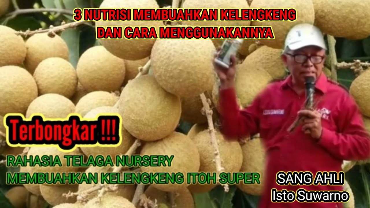 🔴TERBONGKAR RAHASIA MEMBUAHKAN KELENGKENG ITOH TELAGA NURSERY PRAMBANAN.