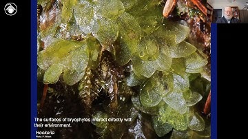 Bryophytes Module 2: Major features of the evolution of bryophytes