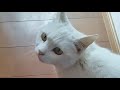 猫無人ライブ#猫#田舎生活#cat #26.4.22