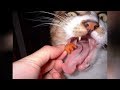 I SWEAR these CATS and DOGS are THE FUNNIEST! - Funny CAT &amp; DOG compilation