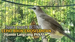 Trucuk BETINA memanggil Jantan Suara Birahi Ngecuplik 100% pancingan trucukan gacor agar BUNYI EMOSI