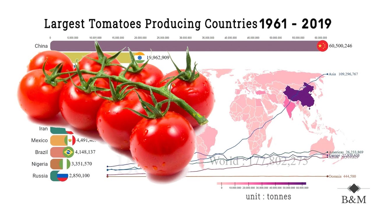 Largest Tomatoes Producing Countries YouTube