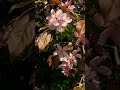 Cherry Blossom at English Garden Assiniboine Park Winnipeg #shorts