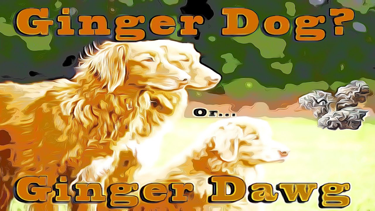 First Impressions - Pure Sunfarms - Ginger Dawg 28g - Upstairs Cannabis