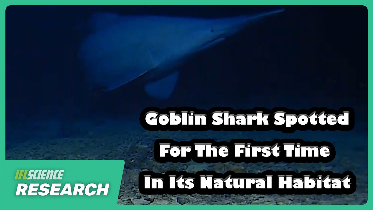 Goblin Shark Spotted For The First Time In Its Natural Habitat