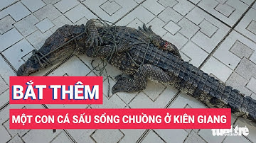 Bắt thêm một con cá sấu sổng chuồng ra ngoài từ công viên ở Kiên Giang