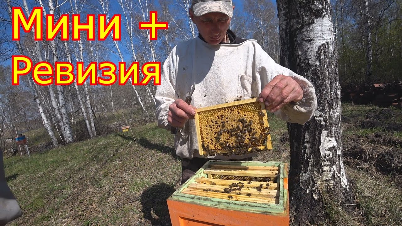 Нуклеусы Мини плюс, РЕВИЗИЯ и РАСШИРЕНИЕ!