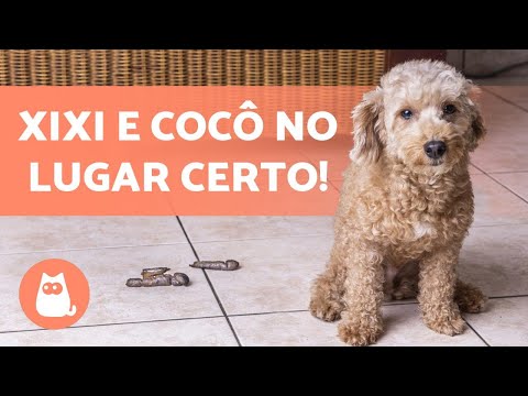 Vídeo: Como posso parar meu cachorro de fazer xixi em estranhos?