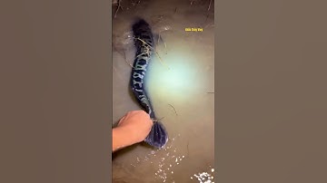 Cá Lớn - bắt Cá Lóc Bông Khủng đơn giản 😱 #khacthuyvlogg