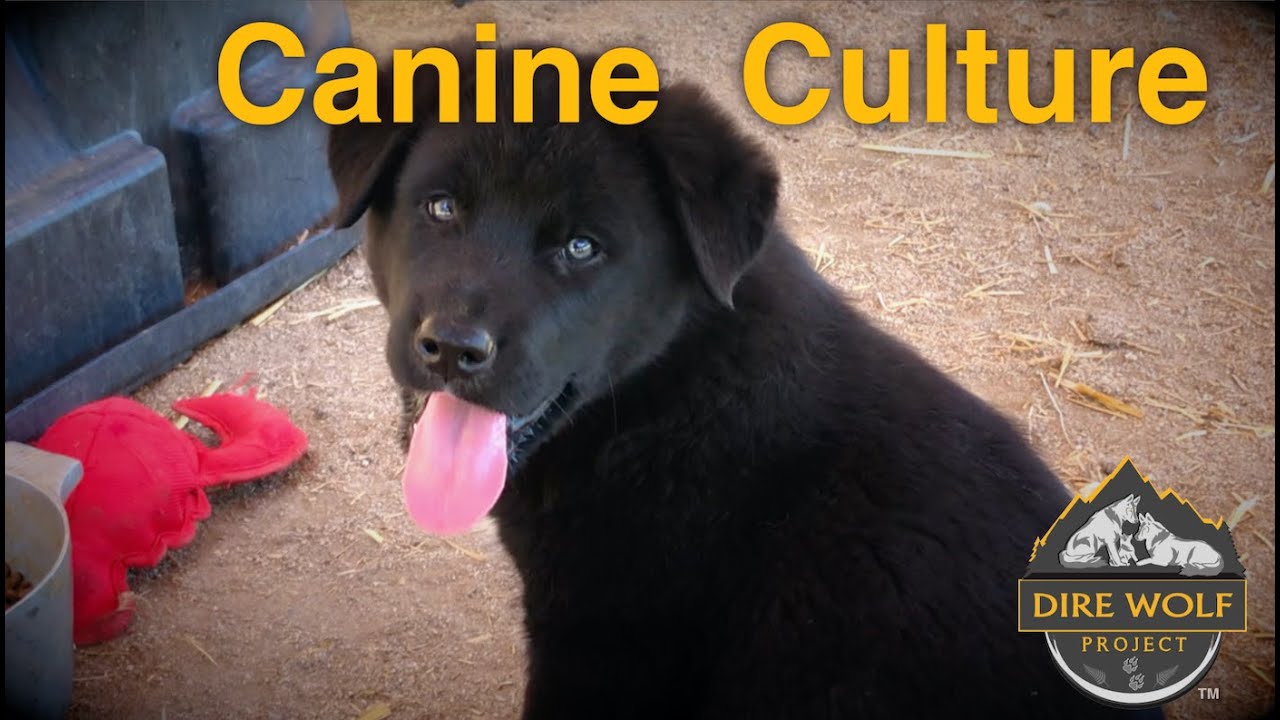 Why puppies need littermates Canine Culture YouTube
