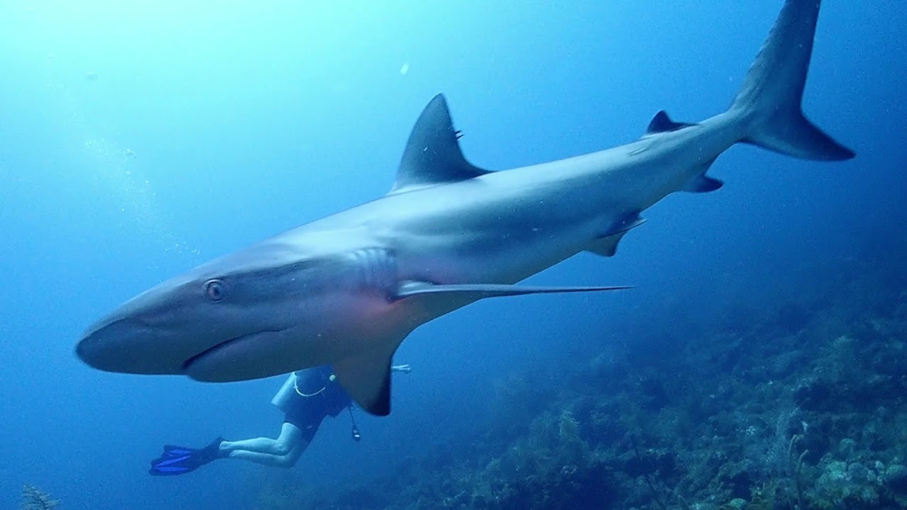 SHARKS Mistake My Camera For Food! DIVING St. Kitts, 2019 YouTube