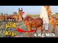 40 kg milking goat in pakistan documentary