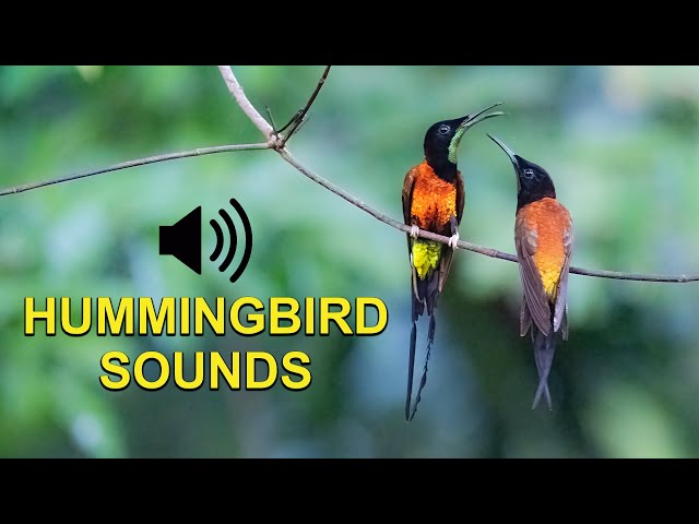 Suara, Kicauan dan Panggilan Burung Kolibri class=