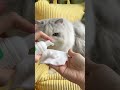 🐱黒いあご汚れに！泡でやさしく簡単ケア✨ #猫のあごケア #猫グルーミング #猫用品