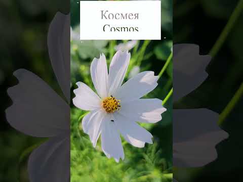 וִידֵאוֹ: Kosmeya - פרחים לכל גן