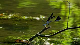 Pond of Dragonflies - Shimanto | Ambient Music · Pond Water · Wind · Birdsong | 6H screenshot 4