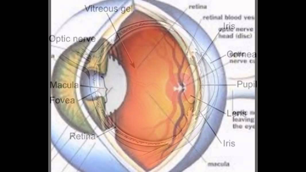 camera iphone 8 plus apk Images Of The Eye