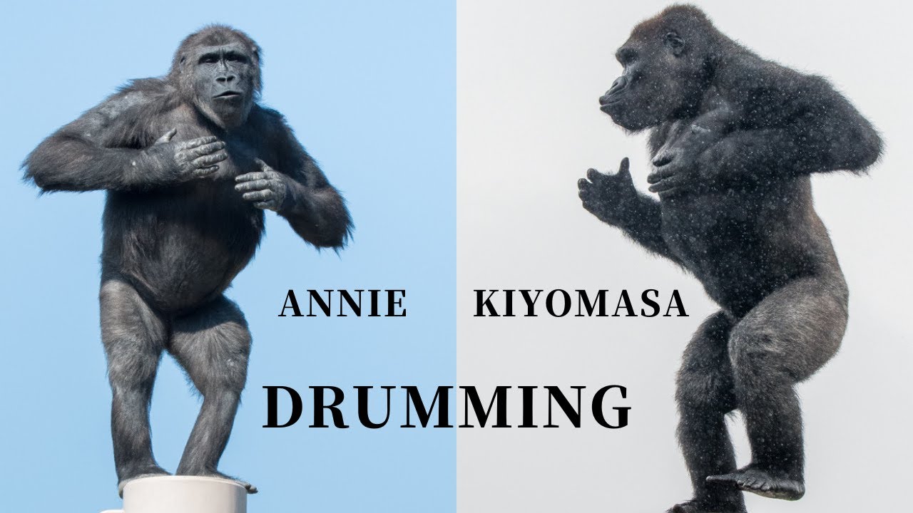  Drumming Festival Kiyomasa And Annie gorilla YouTube