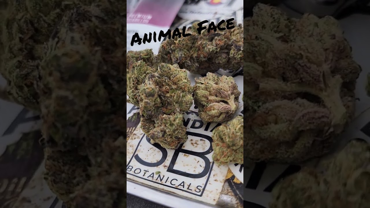 Animal Face strain Animal Mints X Face Off OG
